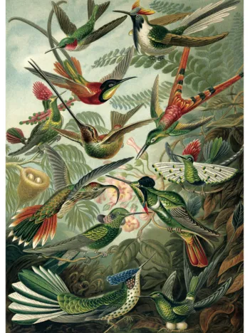 Produit Oiseaux Image