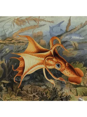 Produit Poulpe Image