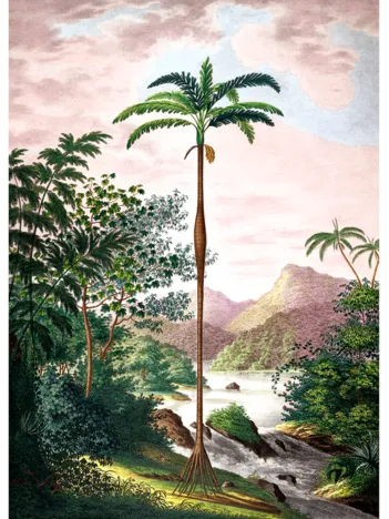 Produit Palmier Image