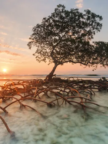 Produit Red Mangrove Image