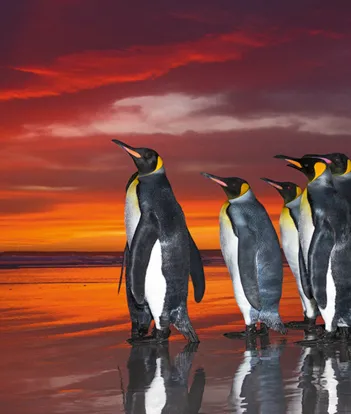 Produit Wim van den Heever - King Penguins Image