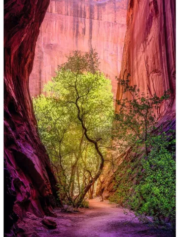 Produit Singing Canyon Image