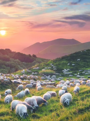 Produit Sheep and Volcanoes Image