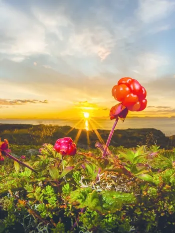 Produit Cloudberries Image