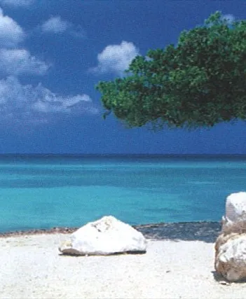 Produit Alexander von Humboldt : Arbre de Divi Divi Image