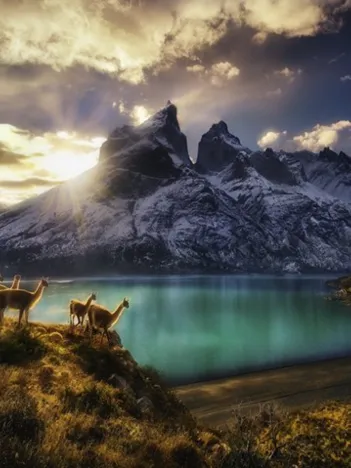 Produit Von Humboldt Alexander - Guanacos Image