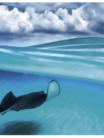 Produit Alexander von Humboldt : Stingray Image