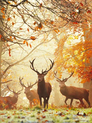 Produit Alex Saberi - Stags Image