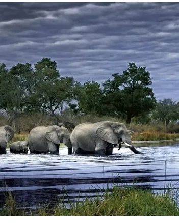 Produit Alex Bernasconi : Troupeau d'éléphants Image