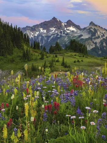 Produit Tatoosh Mountains Image