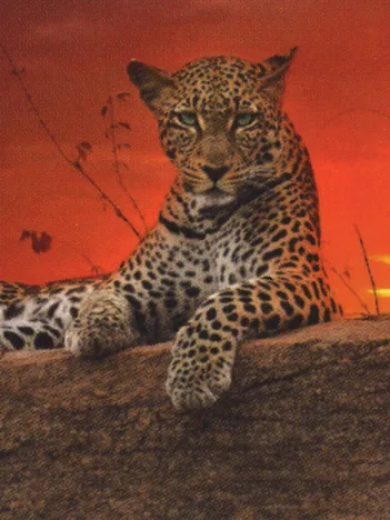 Produit L'aube rouge Image