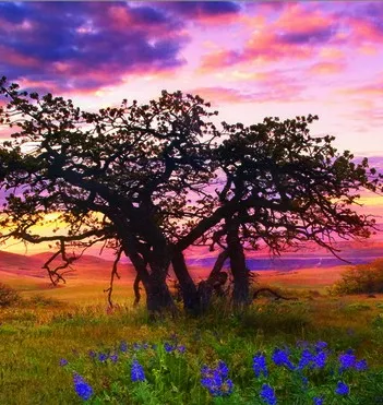 Produit Alexander von Humboldt : Le chêne Image