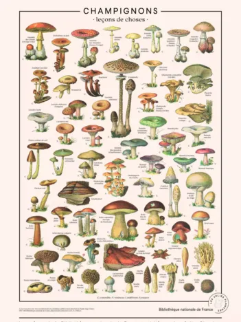 Produit Puzzle Champignons Image