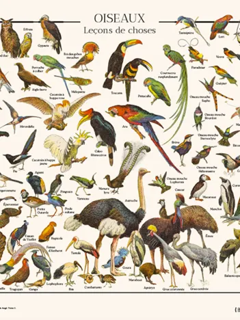 Produit Puzzle Oiseaux Image