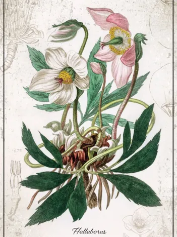 Produit Botanic Collection - Helleborus Image