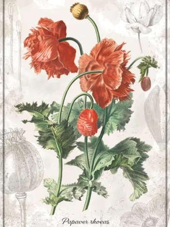 Produit Botanic Collection - Pavot Image