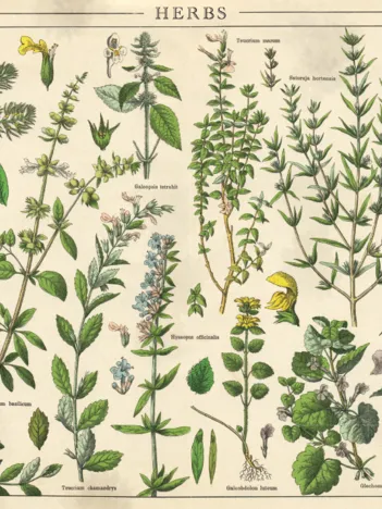 Produit Vintage Nature - Plantes Image