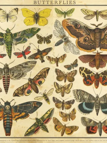 Produit Vintage Nature - Papillons Image