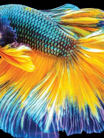 Produit Nature Colorée - Poisson Image