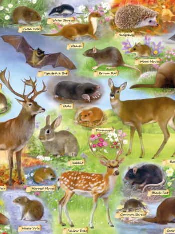 Produit Faune Britannique Image