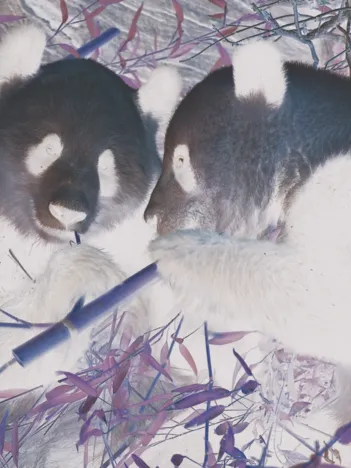 Produit Pandas Image