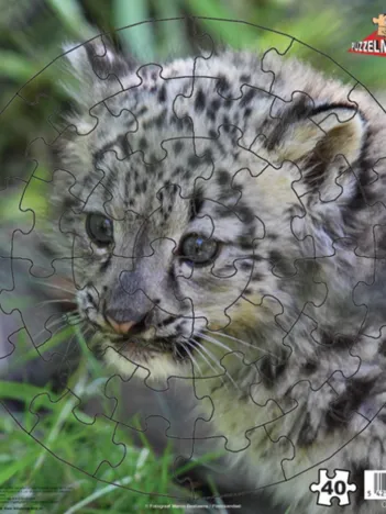 Produit Léopard des Neiges Image