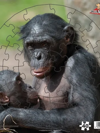 Produit Singes Bonobo Image