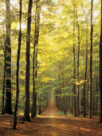 Produit Sous-Bois Image