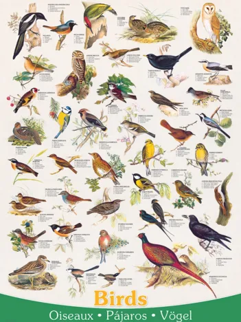 Produit Affiche sur les Oiseaux Image