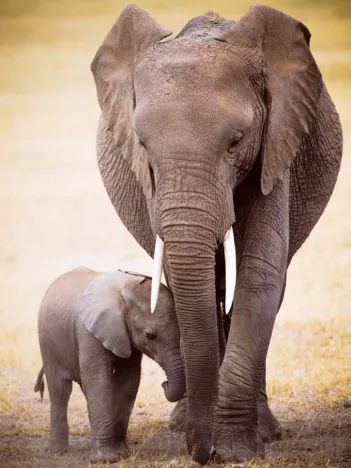 Produit L'éléphant et l'éléphanteau Image