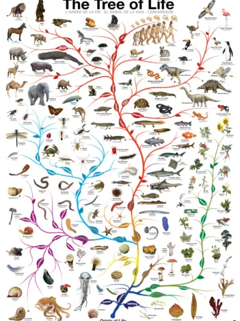 Produit L'évolution - l'arbre de vie Image