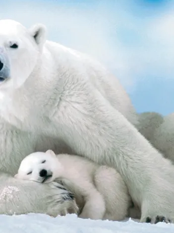 Produit Ours Polaire et son ourson Image