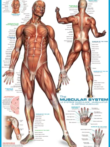 Produit Système musculaire Image
