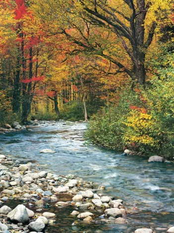 Produit Cours d'eau dans la Forêt Image