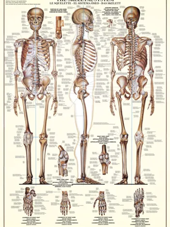 Produit Le Squelette Image