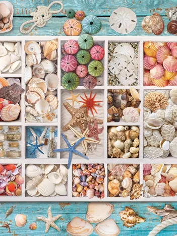 Produit Collection de Coquillages Image