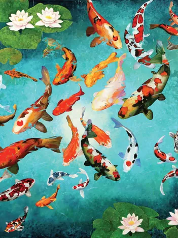 Produit Carpes Koi Colorées Image