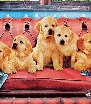 Produit Labradors en Mode Détente Image