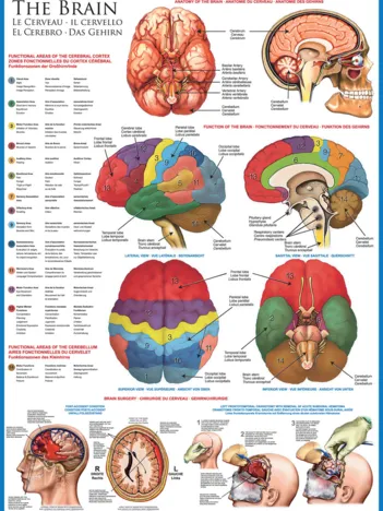 Produit Le cerveau Image