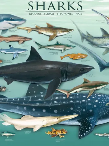 Produit Requins Image