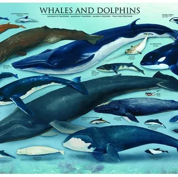 Produit Dauphins et Baleines Image