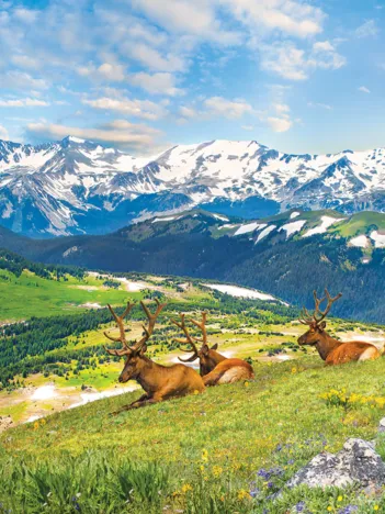 Produit Les Élans à la Montagne Image