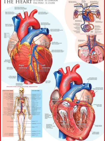 Produit Le coeur Image