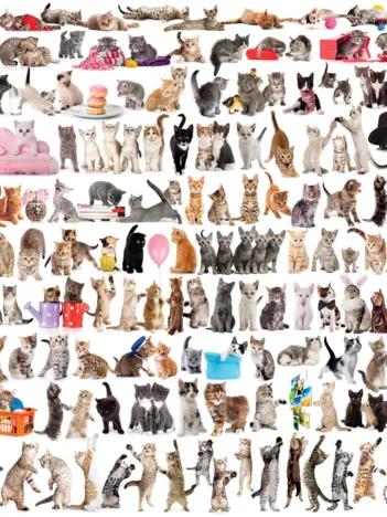 Produit Un Monde de Chats Image