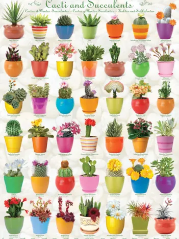 Produit Cactus et Plantes Succulentes Image