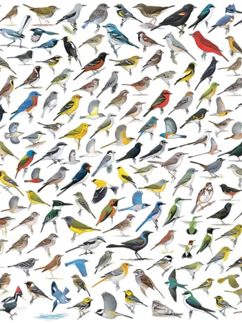 Produit Le Monde des Oiseaux Image
