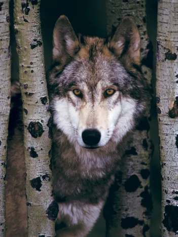 Produit Loup Gris Image