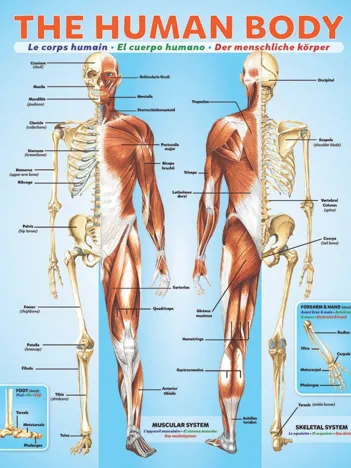 Produit Le Corps Humain Image