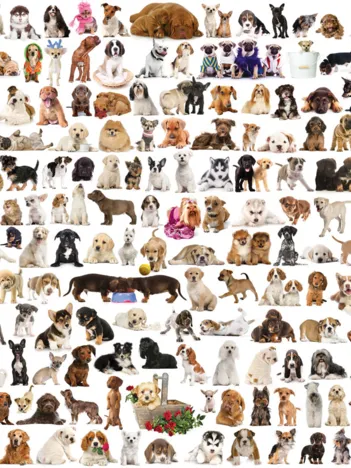 Produit Chiens Image