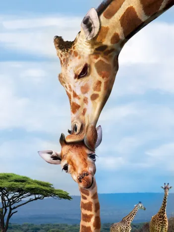 Produit Save the Planet - Giraffe Image